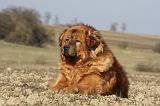 DOGUE DU TIBET 207